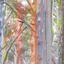 Load image into Gallery viewer, "Karri Trees" Silk Scarf 160cm x 25cm