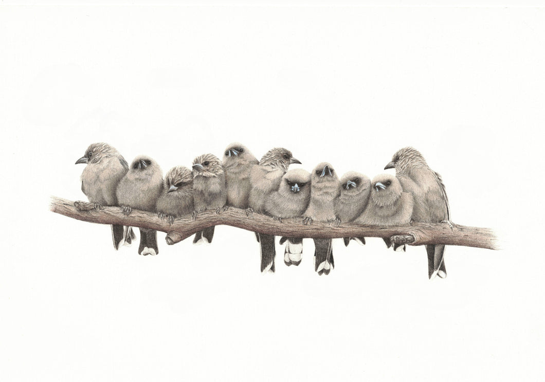 Dusky Woodswallows - Limited Edition A4 Print (5/50)