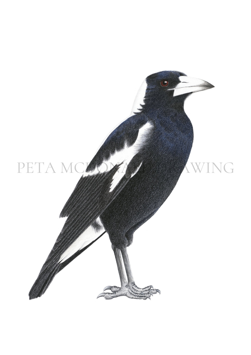 Magpie (Signed A4 Print)