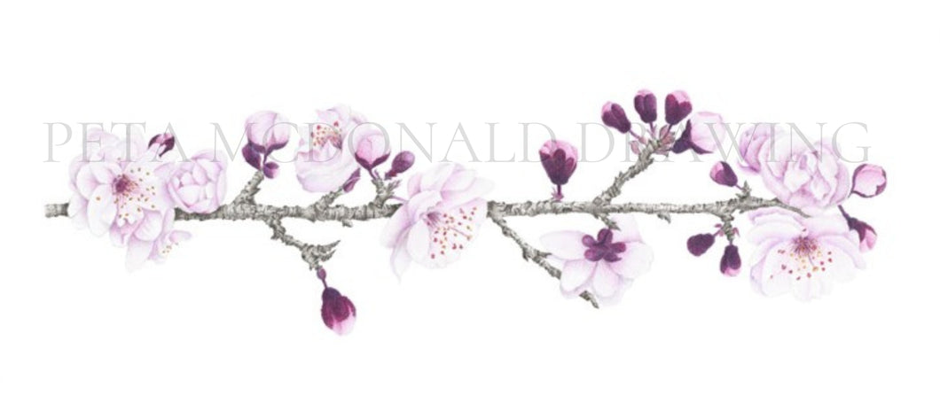 Blossoms (Signed Print 170mm x 420mm)