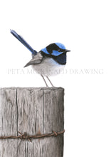 Load image into Gallery viewer, Superb Fairy-wren (Signed A4 Print)
