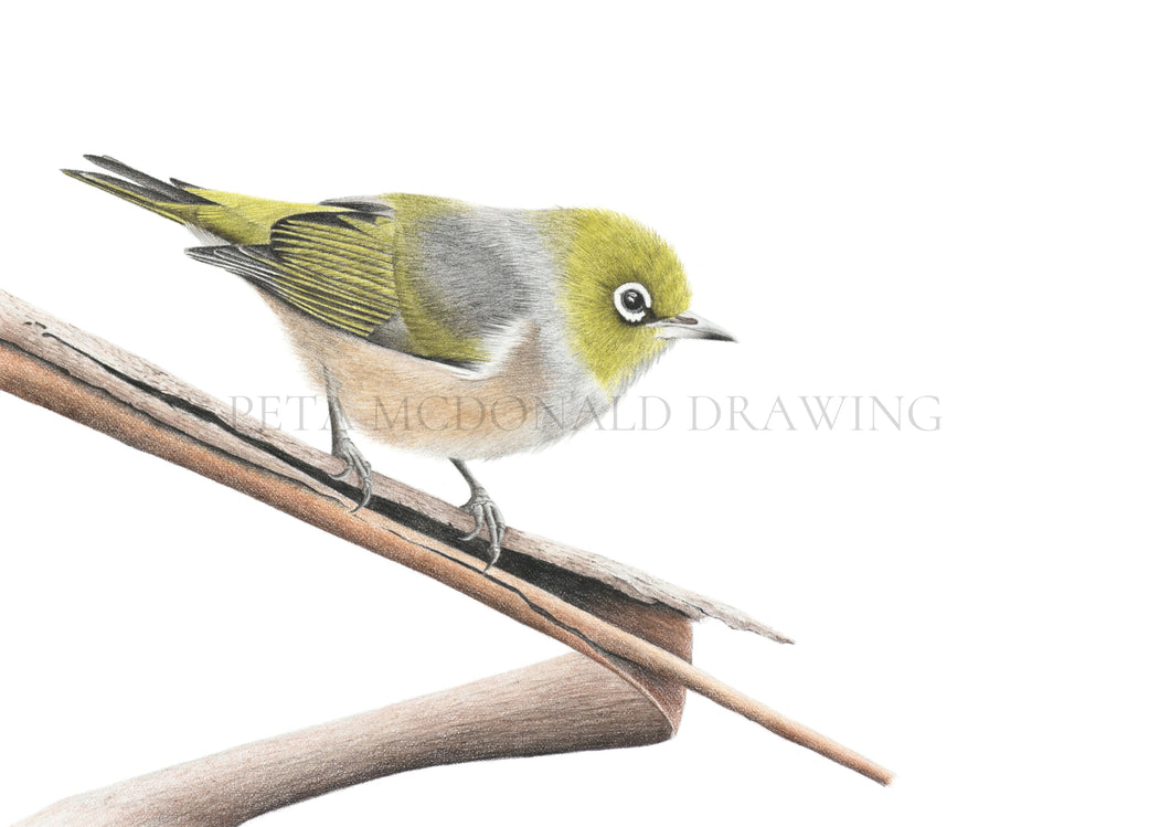 Silvereye (Signed A3 Print)