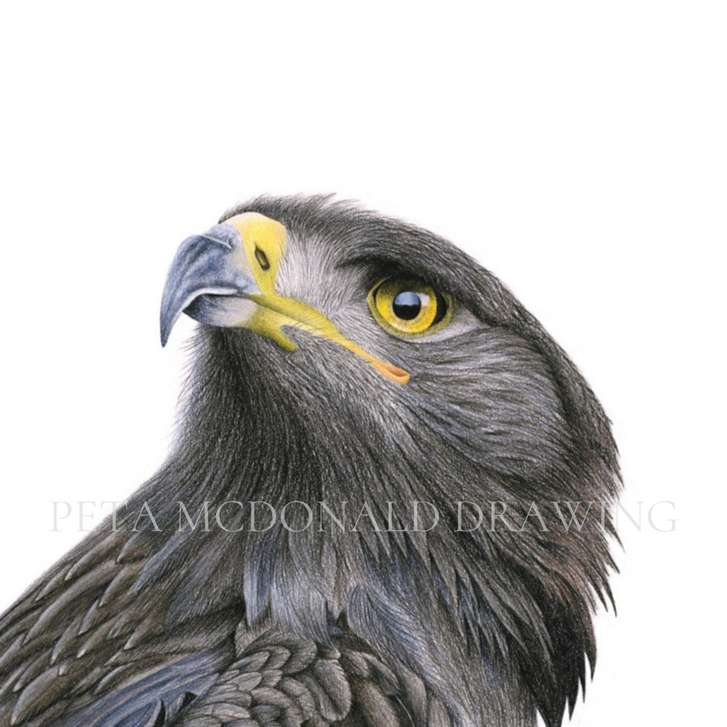 Golden Eagle (Signed Print 25 x 25cm)