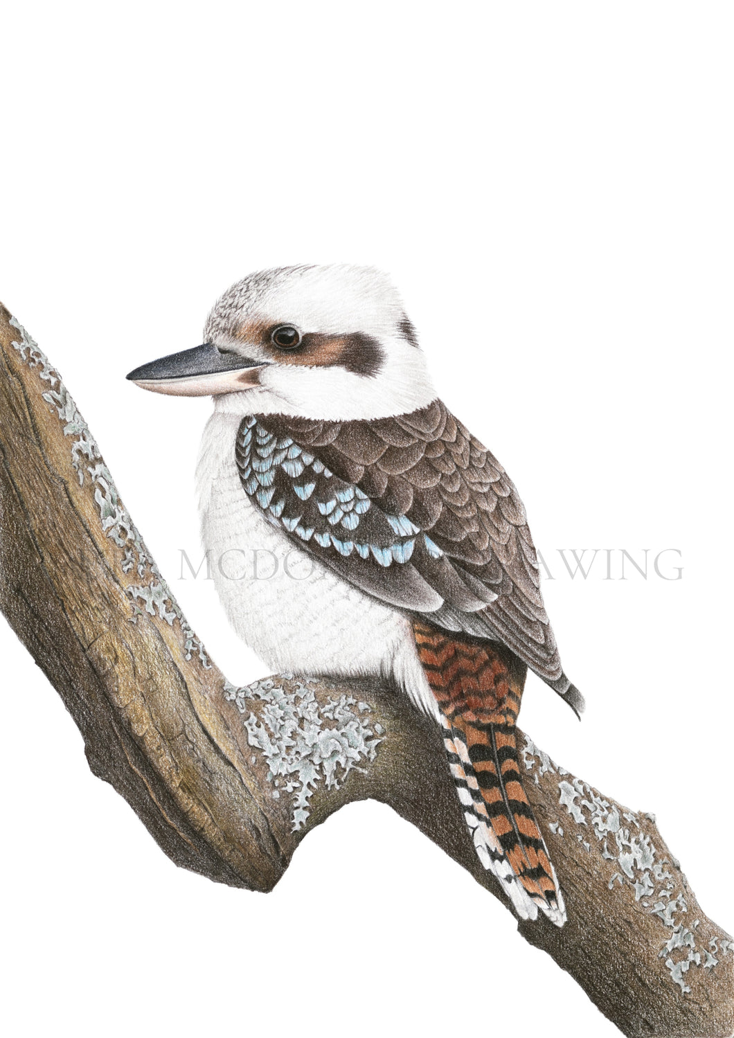 Kookaburra (Signed A4 Print)