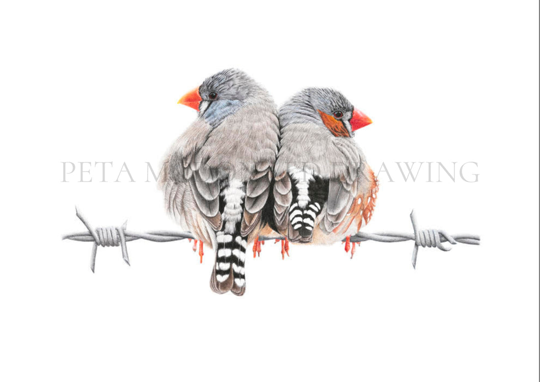 Zebra Finches (Signed A3 Print)