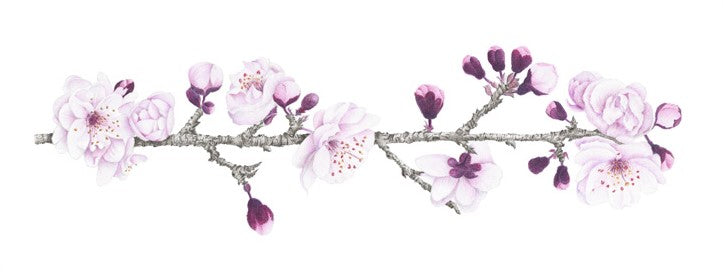 Blossoms (Signed Print 170mm x 420mm)