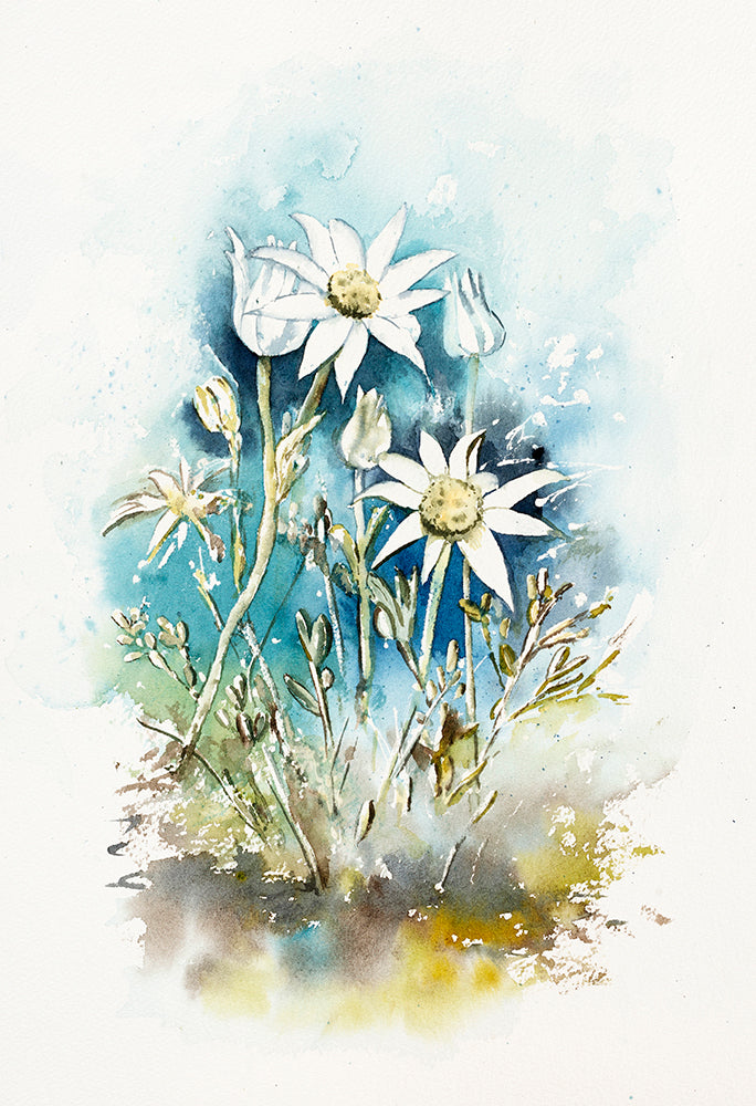 Flannel Flowers 28  x 42 cm  Signed Print