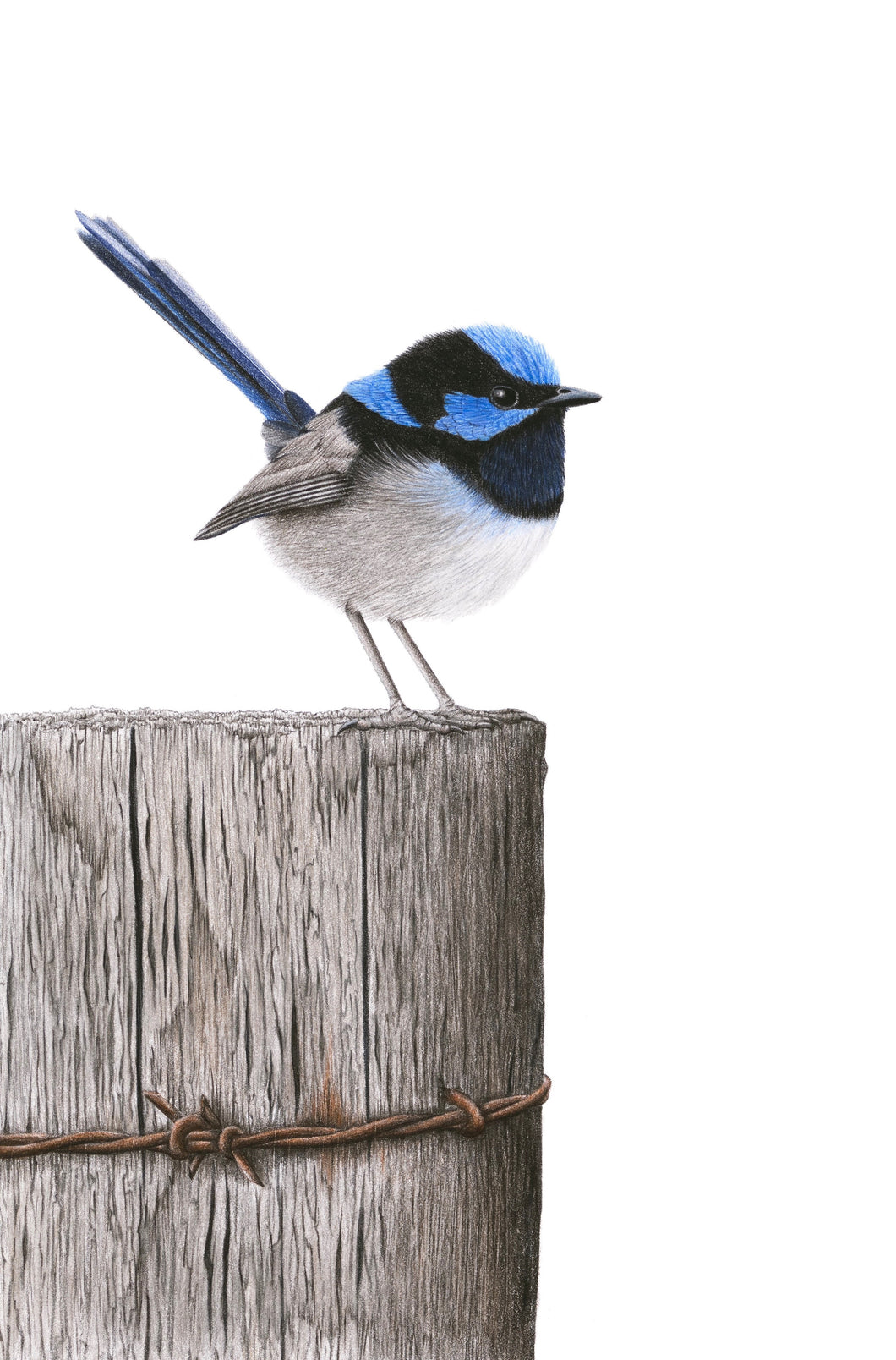 Superb Fairy-wren (Signed A4 Print)