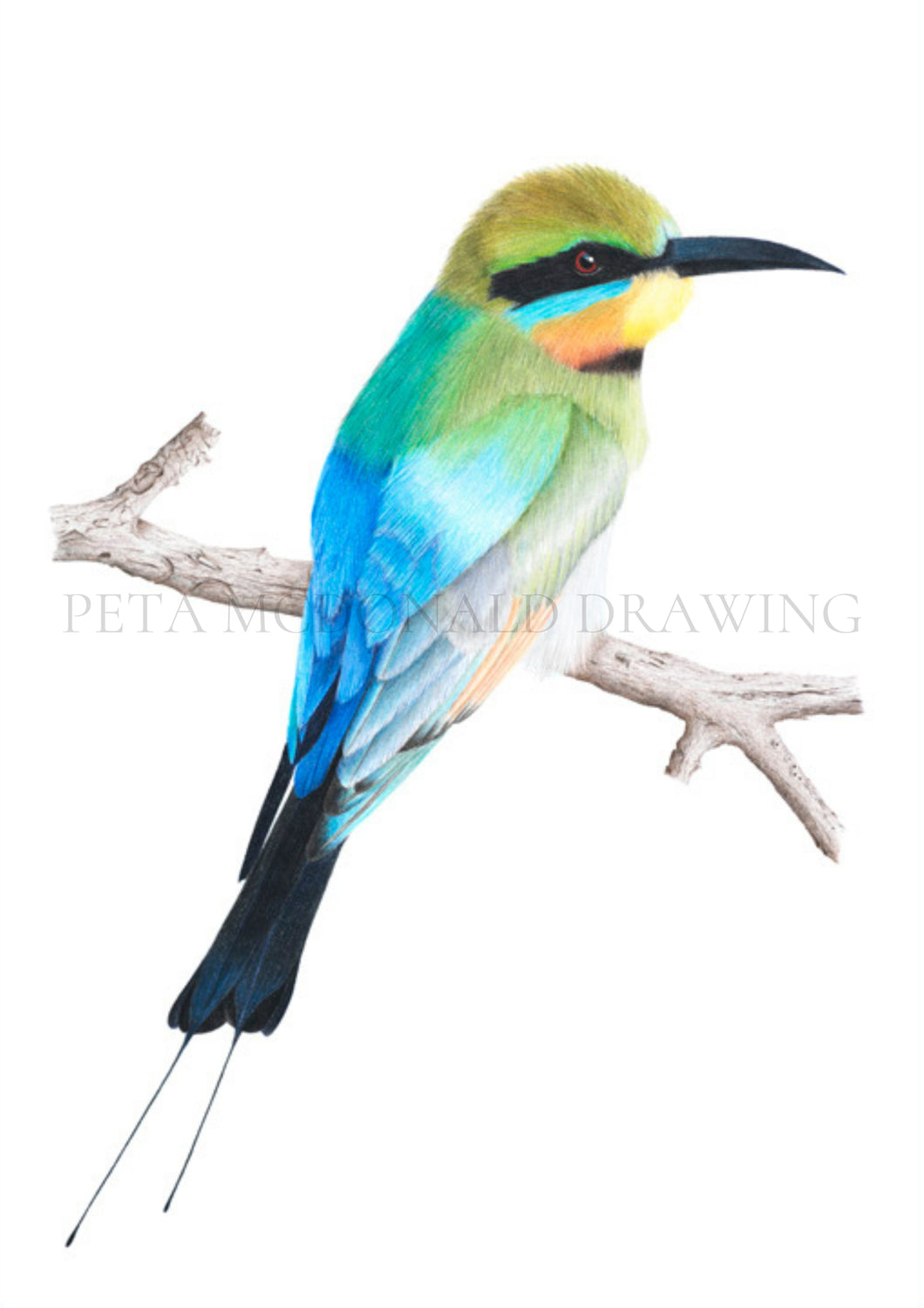 Rainbow Bee-eater (Signed A3 Print)