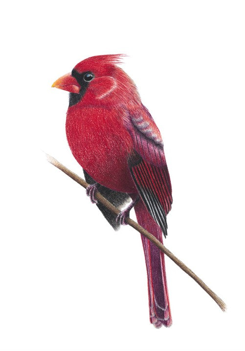Northern Cardinal (Signed A4 Print)