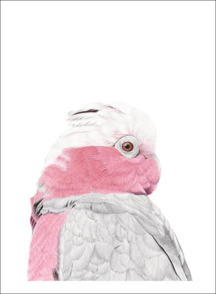 Galah (Signed A4 Print)