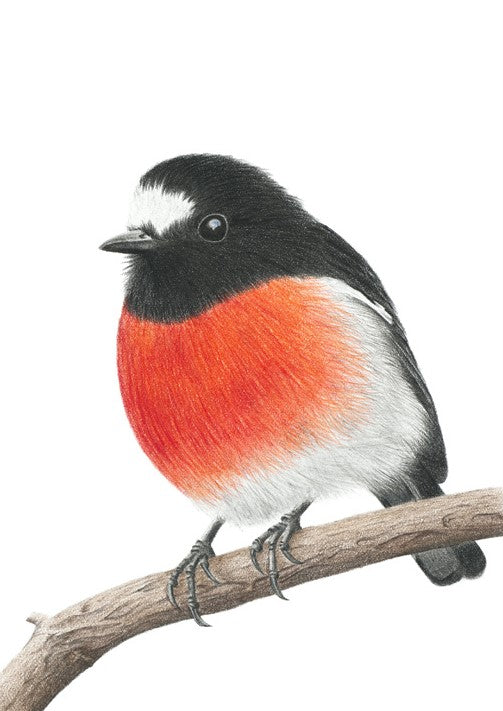 Scarlet Robin (Signed A4 Print)