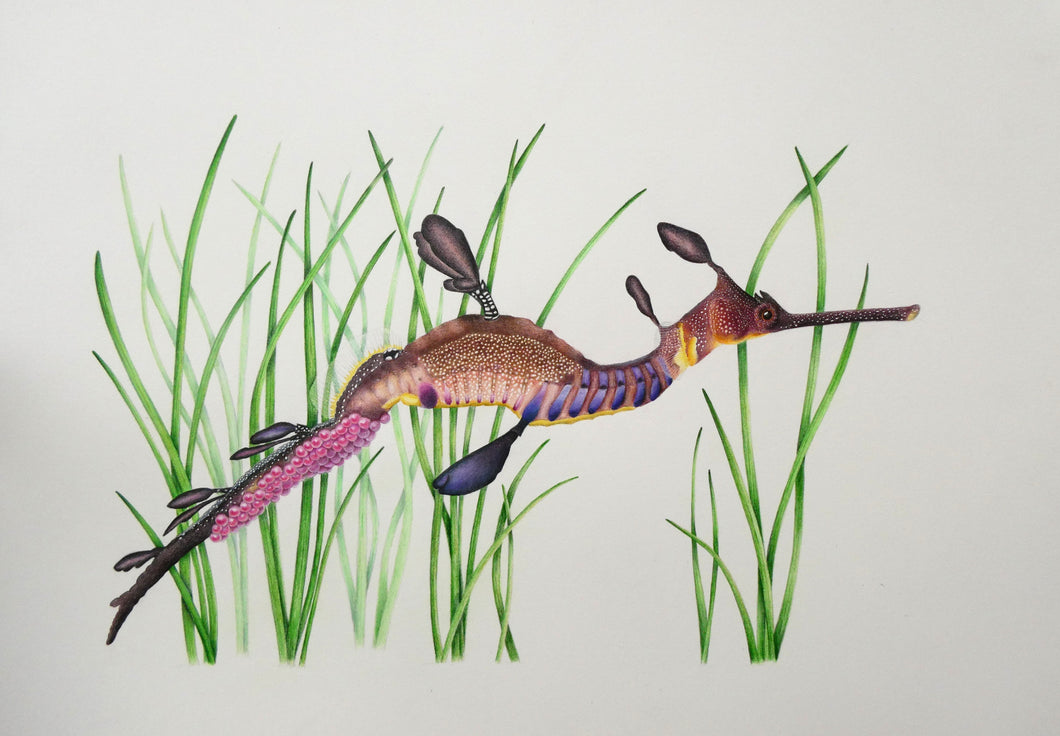 Weedy Seadragon - Limited Edition A4 Print (1/50)