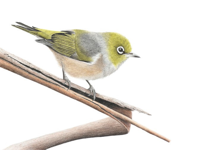 Silvereye (Signed A4 Print)
