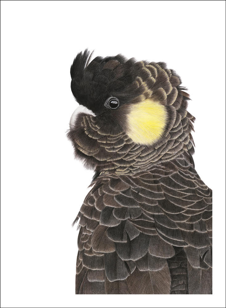 Yellow-Tailed Black Cockatoo (Signed A4 Print)