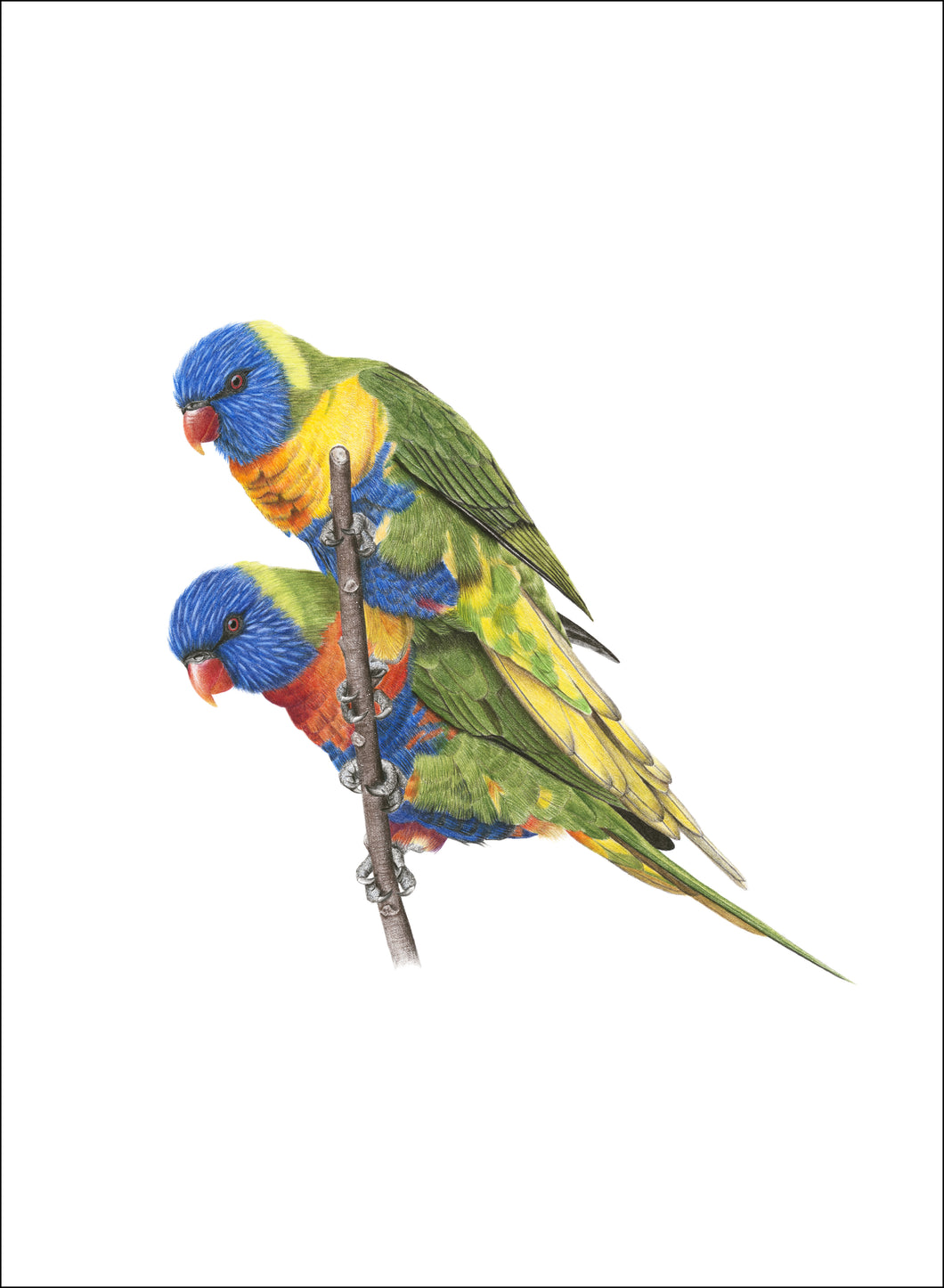 Rainbow Lorikeets (Signed A4 Print)
