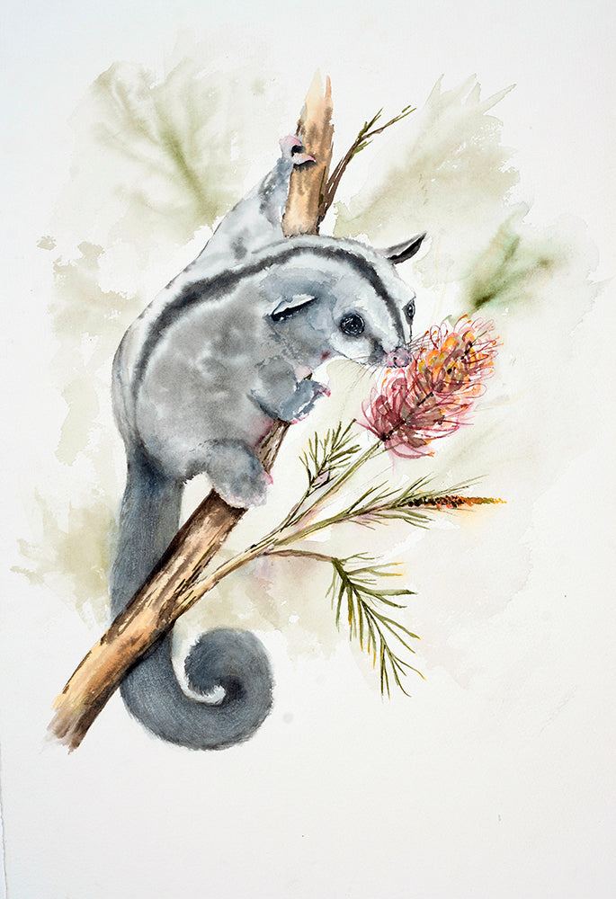 Sugar Glider 28 x 42cm Signed Print