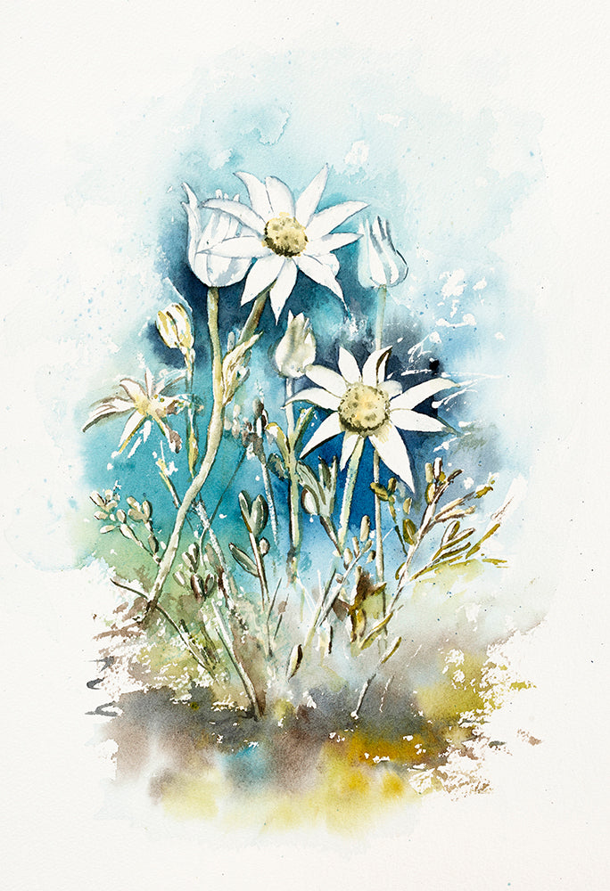Flannel Flowers 28  x 42cm Signed Print