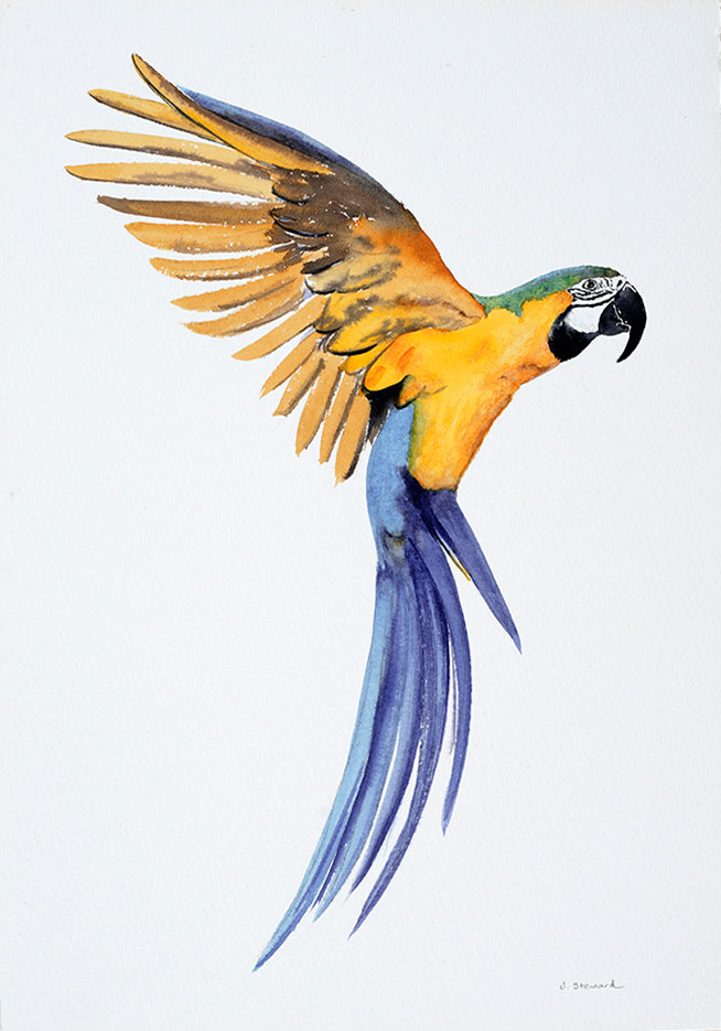 Macaw 28 x 42cm Signed Print